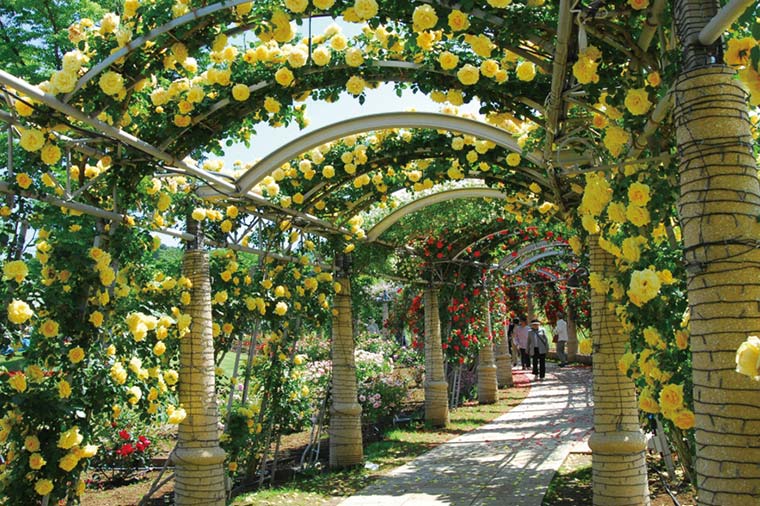 ハイジの村薔薇の回廊