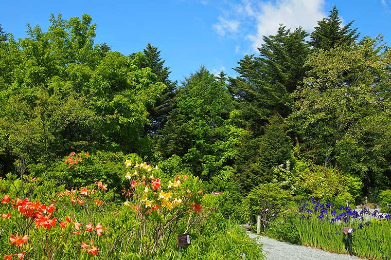 箱根湿生花園・レンゲツツジ