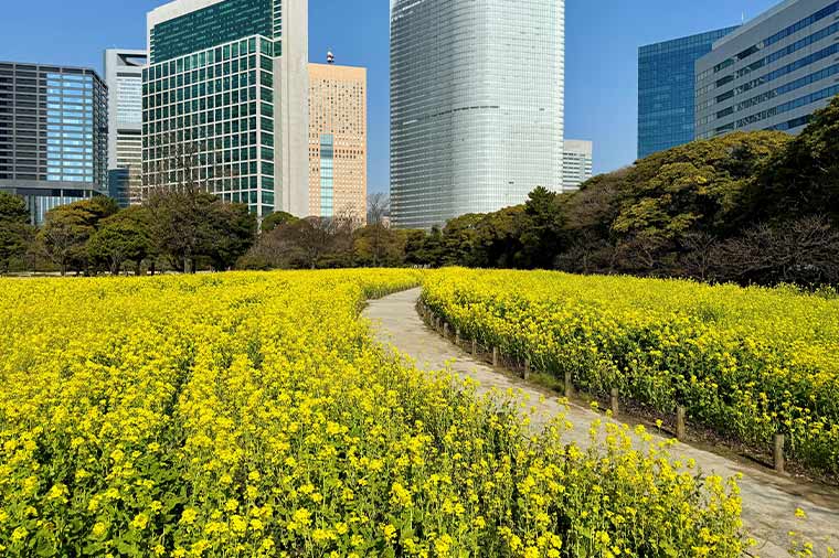 浜離宮恩賜庭園・菜の花