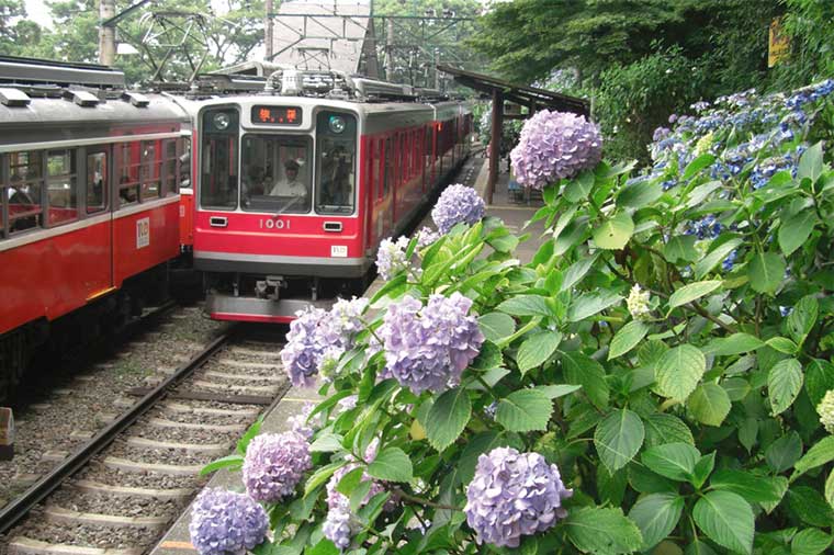 箱根あじさい電車