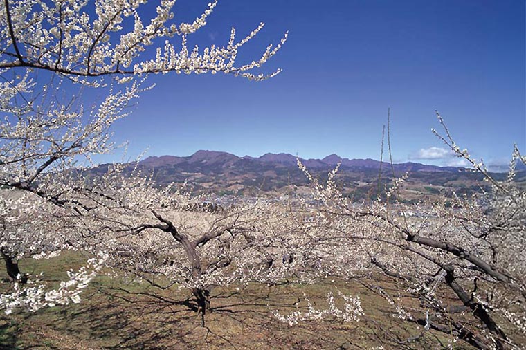 榛名梅林