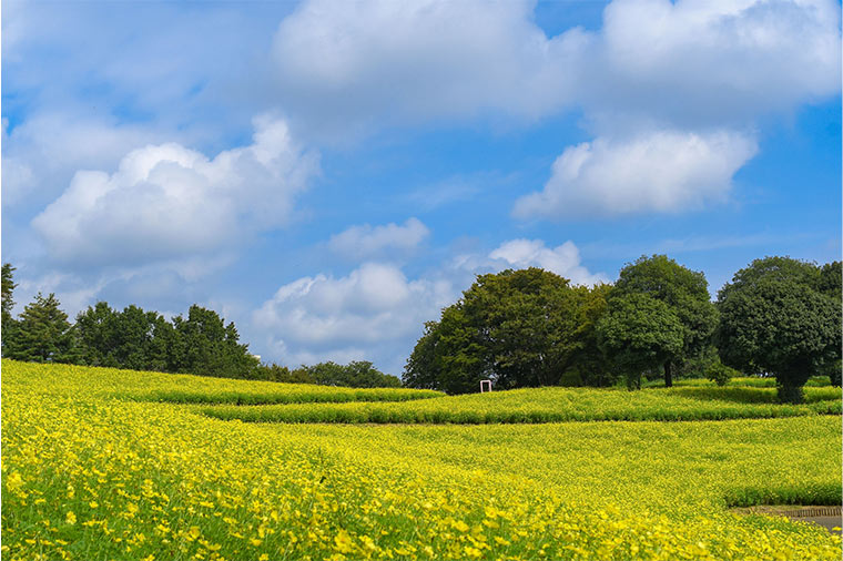 国営昭和記念公園・キバナコスモス