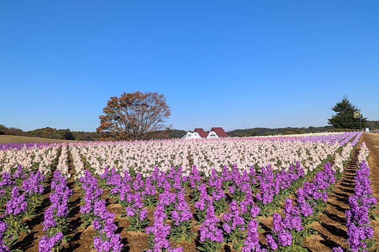東京ドイツ村（ストック）