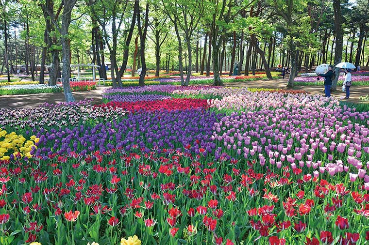 ひたち海浜公園・チューリップ