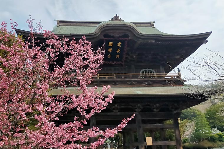 建長寺・梅