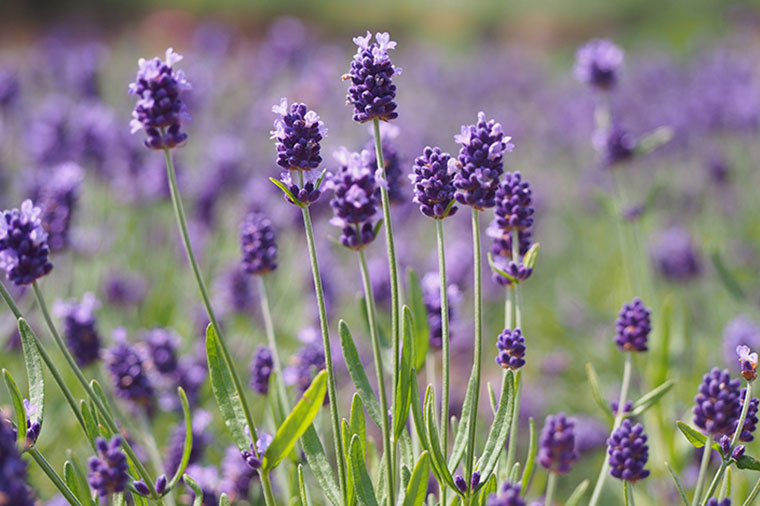 ハーブ庭園旅日記・勝沼庭園ラベンダー