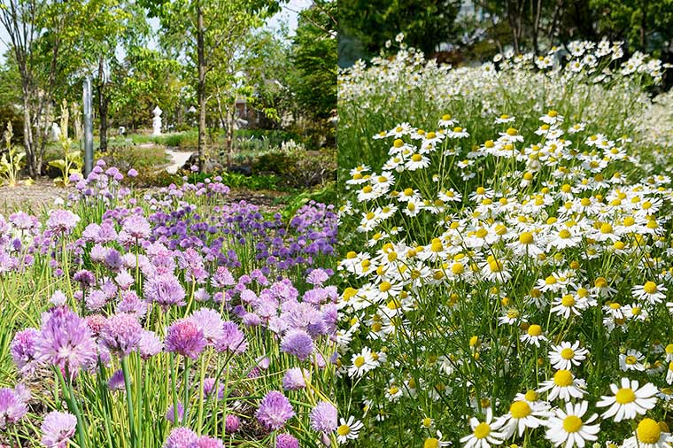 ハーブ庭園旅日記
