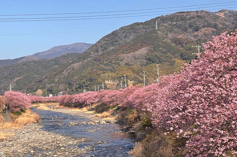 河津桜