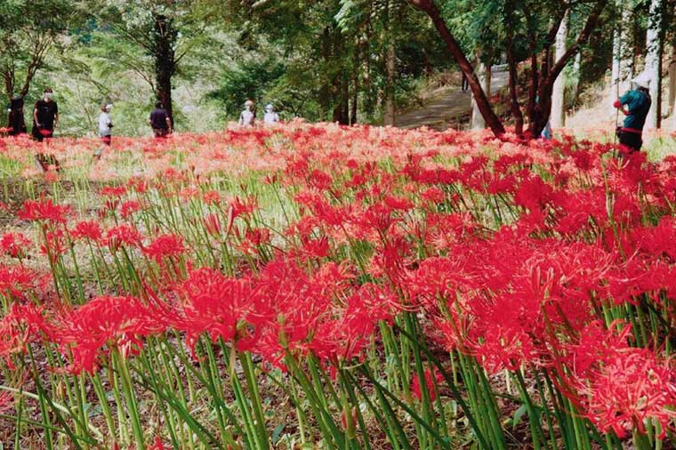 水沼ヴィレッジ・彼岸花