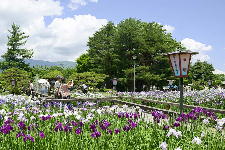 長井あやめ公園