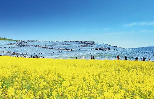 ひたち海浜公園・ネモフィラ