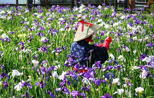あやめ・花菖蒲