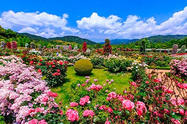 ローズガーデン