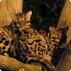 夜のチーター