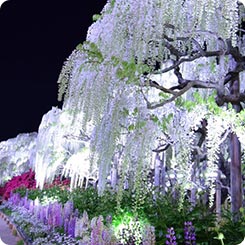 あしかがフラワーパークライトアップ