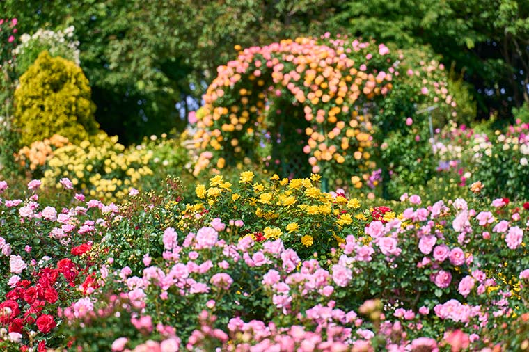 京成バラ園