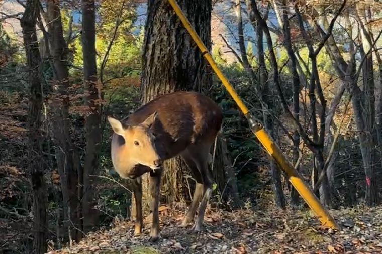 三峯神社・鹿（大）