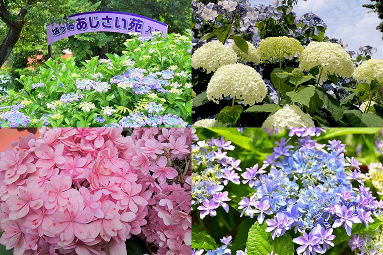 あじさい苑（6月頃）