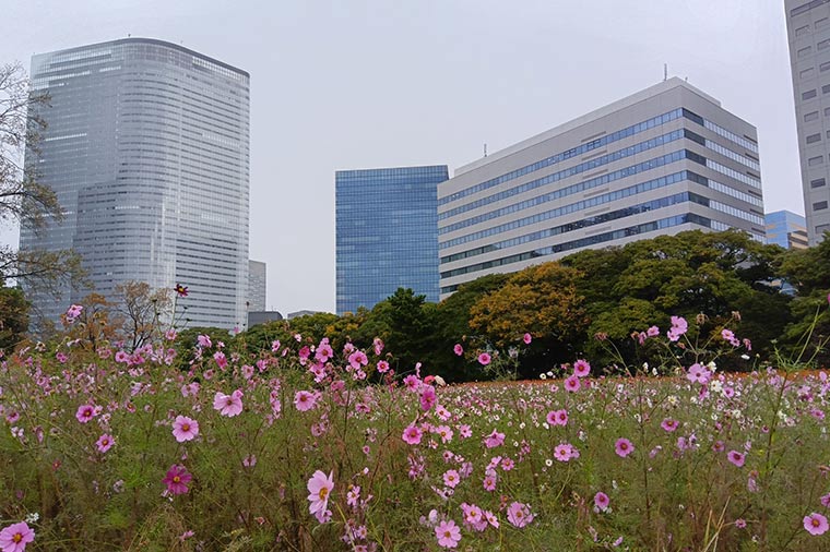浜離宮恩賜公園（秋・コスモス）