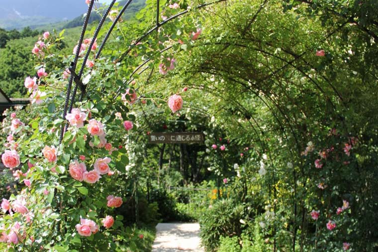 箱根ガラスの森美術館・バラの回廊