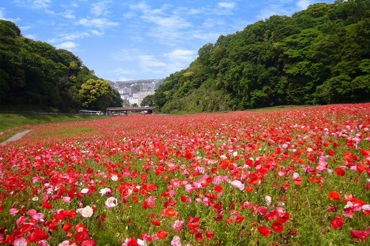 くりはま花の国・ポピー