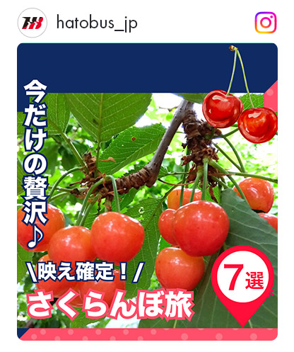 さくらんぼ選