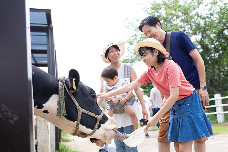 成田ゆめ牧場・うし