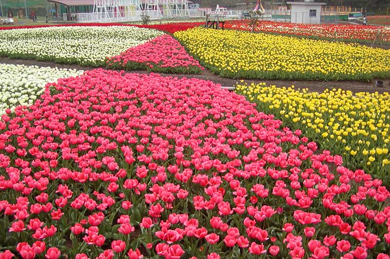 東京ドイツ村・チューリップ