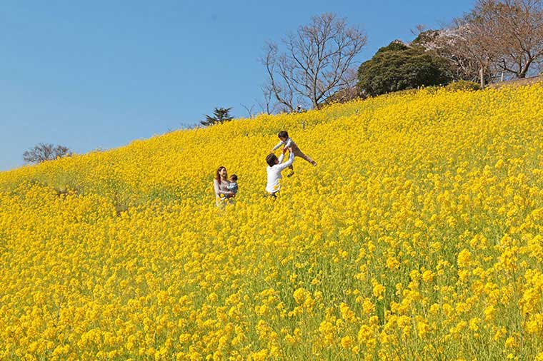 マザー牧場・菜の花