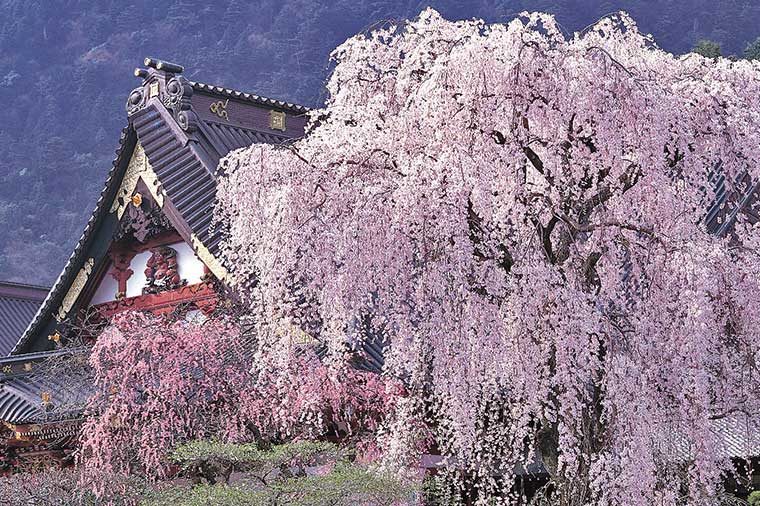 身延山久遠寺の桜