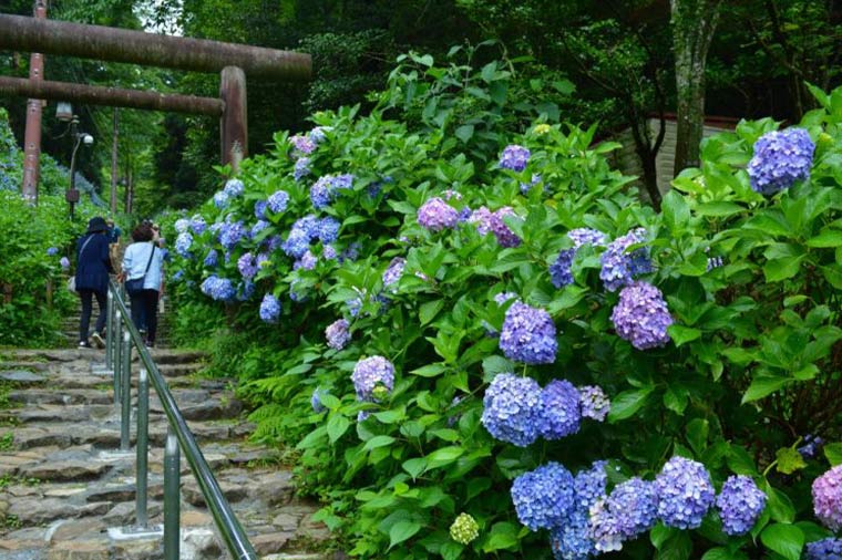 大平山 あじさい坂