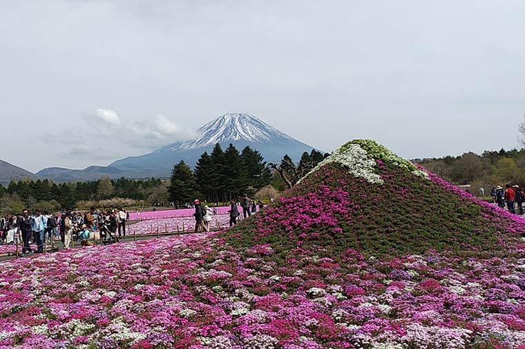 富士芝桜まつり