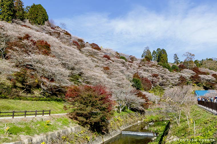 小原四季桜