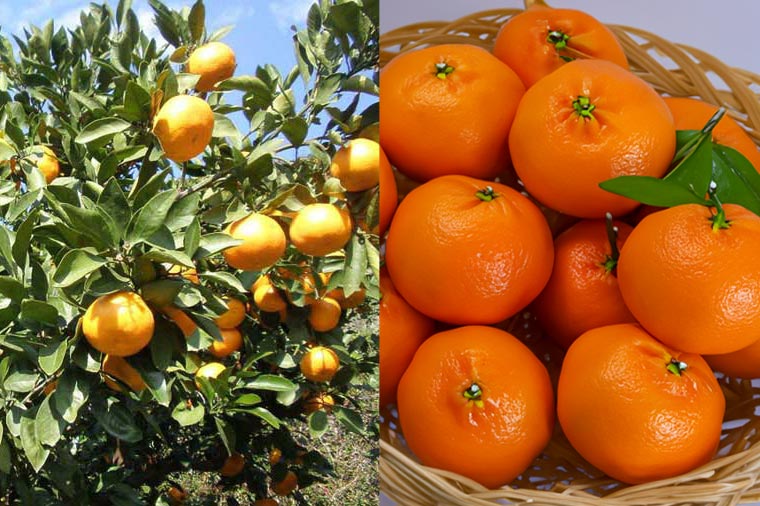 みかん狩り又はみかん食べ放題