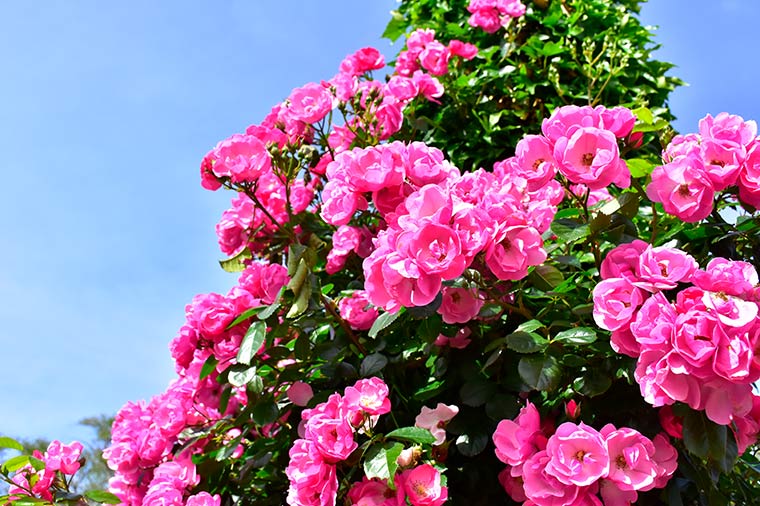 ニューヨークランプミュージアム＆フラワーガーデン・バラ