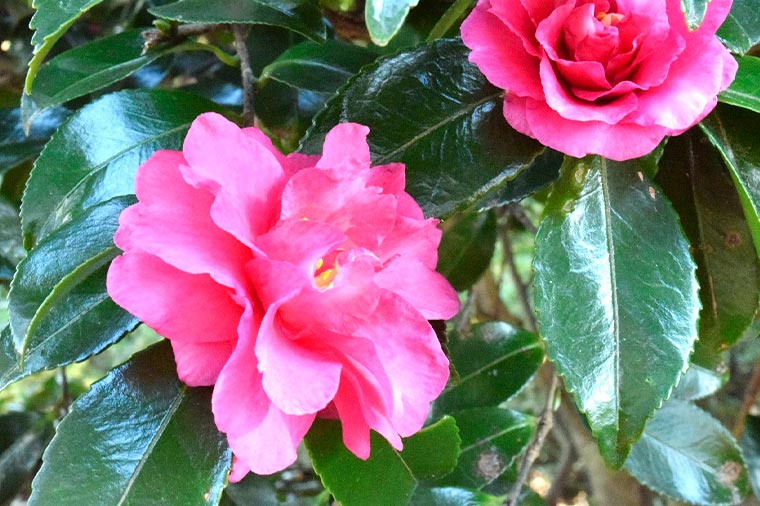 くりはま花の国・ささんか