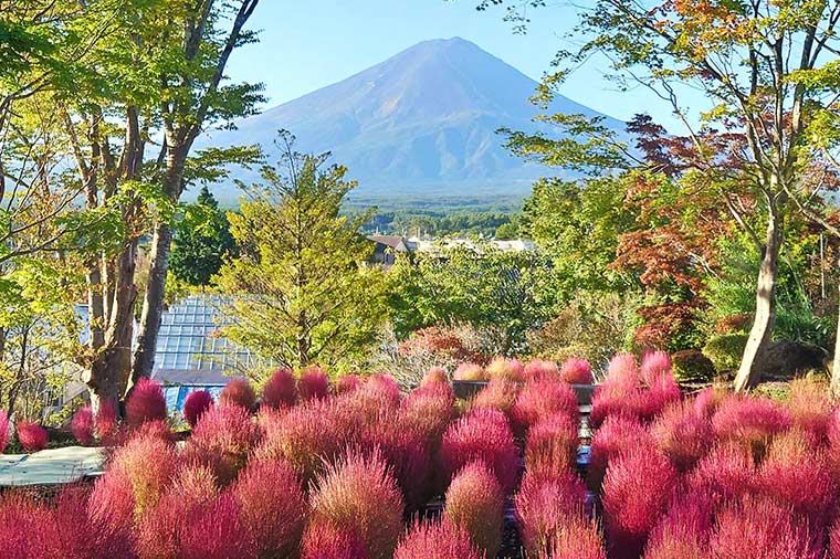 マハーブ庭園旅日記・コキア