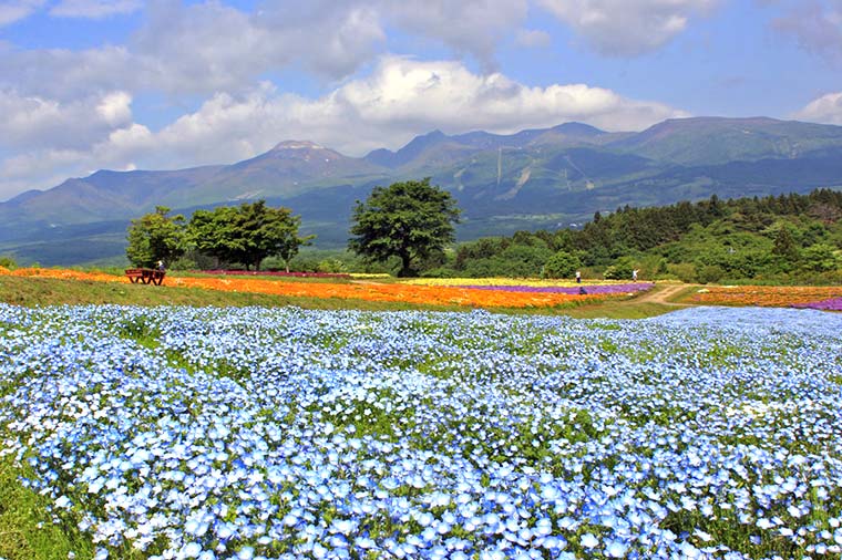 那須フラワーワールド・ネモフィラ//