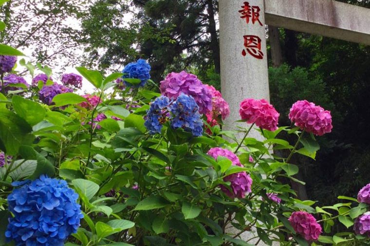 大平山 あじさい坂