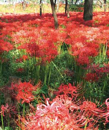 曼殊沙華