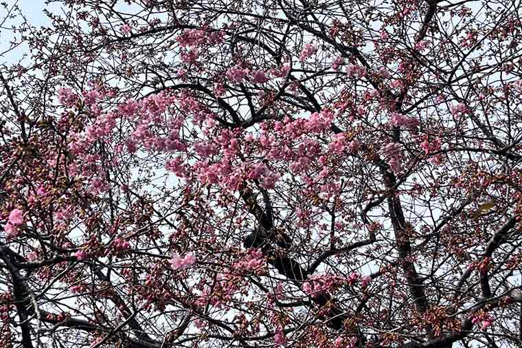 河津桜