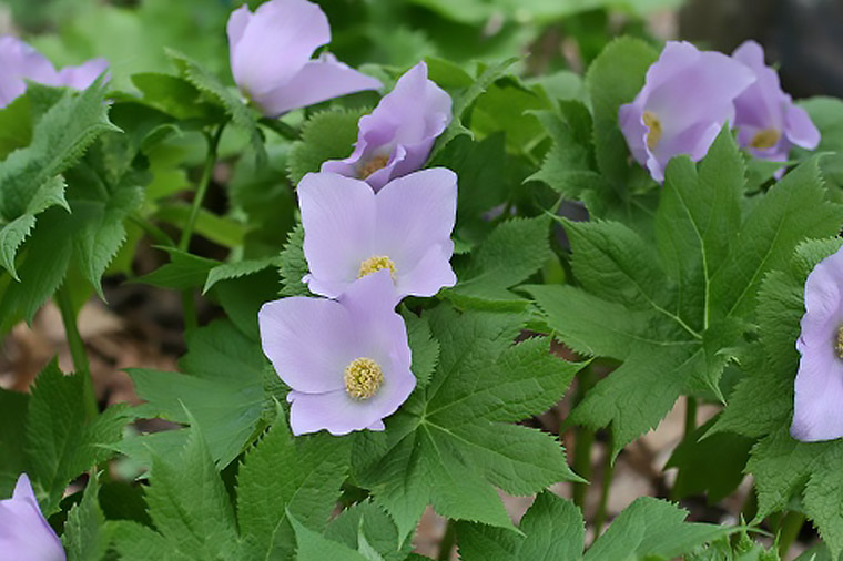 軽井沢町植物園・シラネアオイ