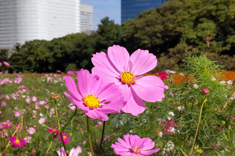 浜離宮恩賜公園（秋・コスモス）