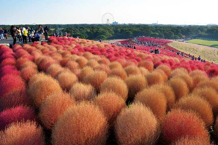 ひたち海浜公園・コキア（茶）
