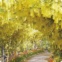 あしかがフラワーパーク