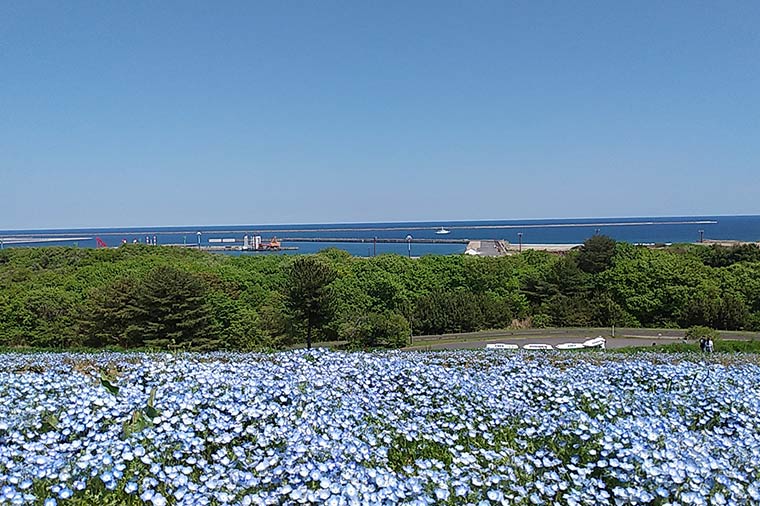 ひたち海浜公園・ネモフィラ