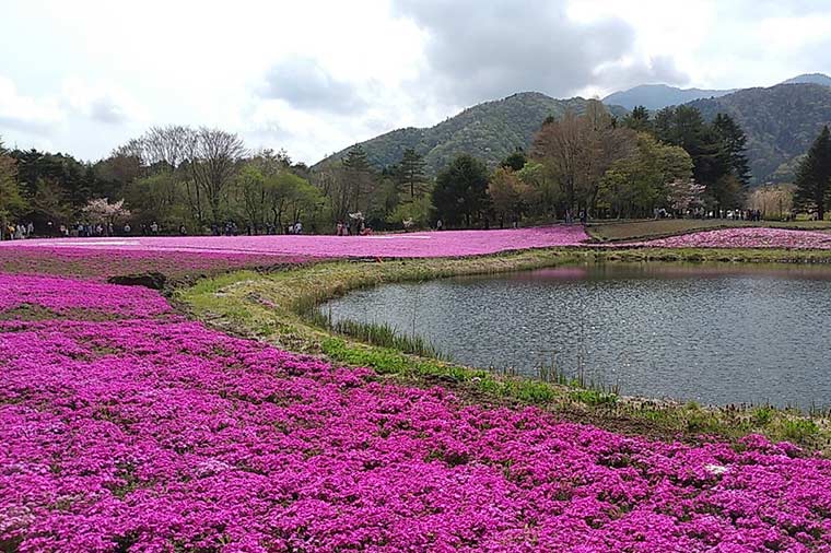 富士芝桜まつり