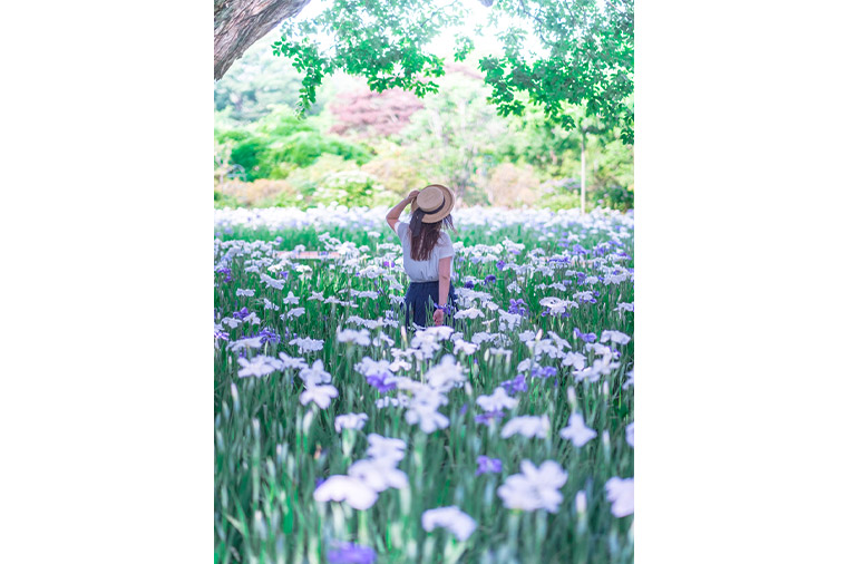 あしかがフラワーパーク・花菖蒲