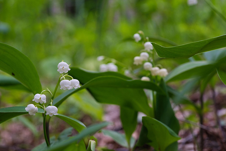 すずらん群生地