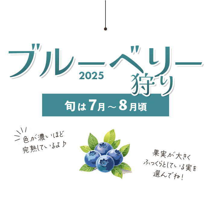 ブルーベリー狩り特集2025